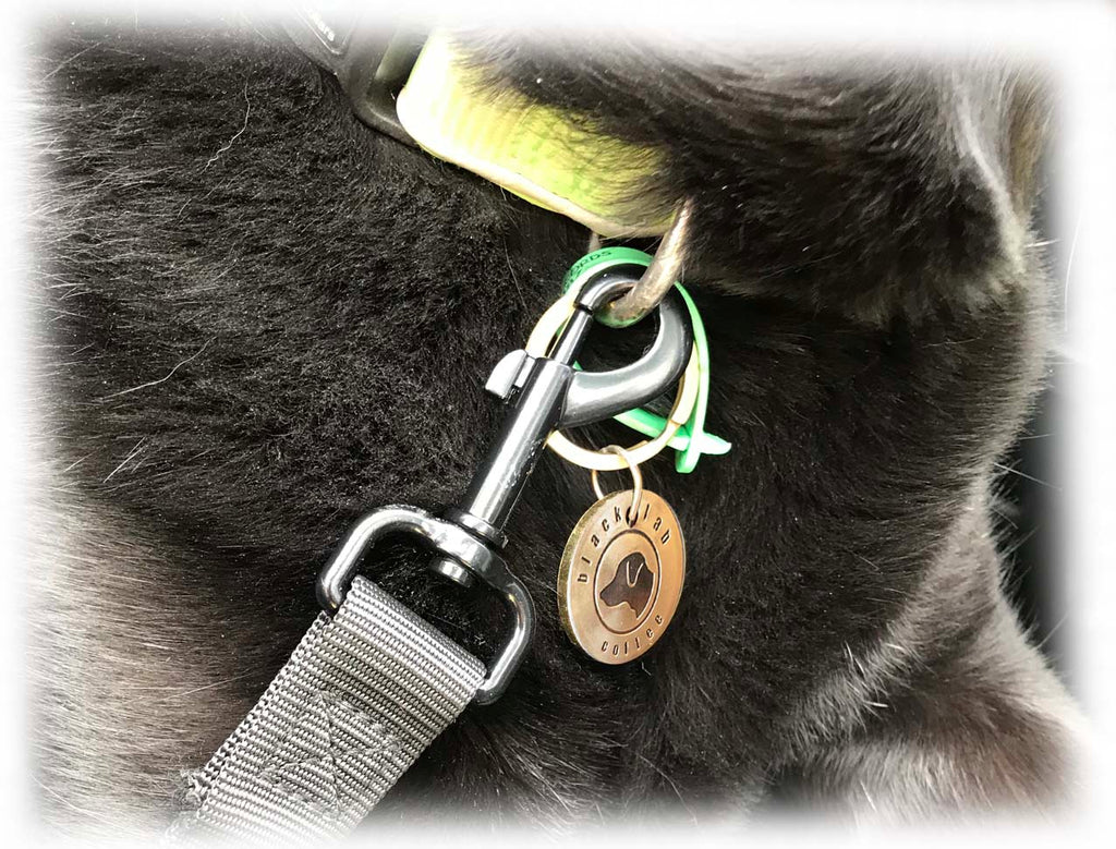 Black dog wearing seat belt close up