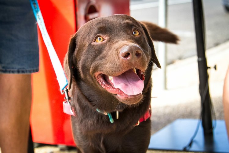 brown labrador dog lead