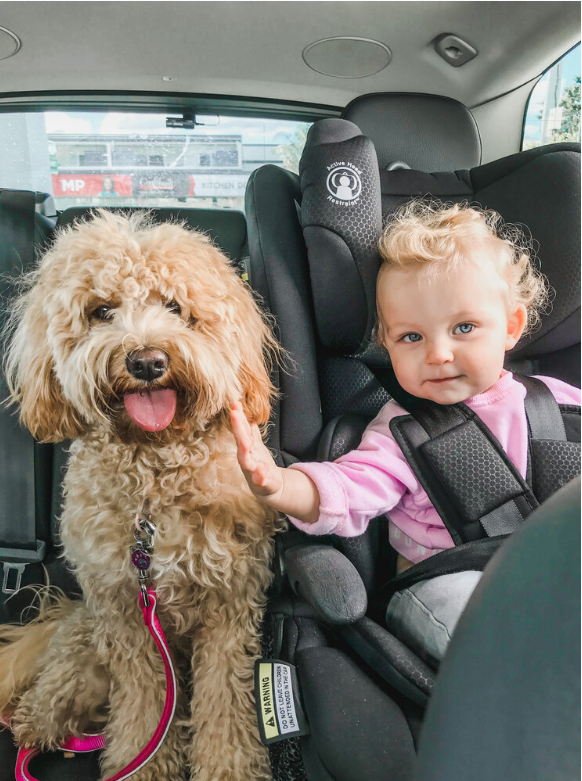 Lost dog toddler car