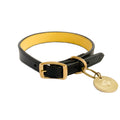black dog collar white background